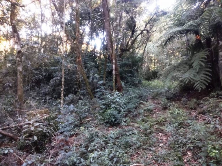 B-557     LINDA ÁREA DE TERRAS NA LINHA IMPERIAL – NOVA PETRÓPOLIS-SERRA GAÚCHA!!!