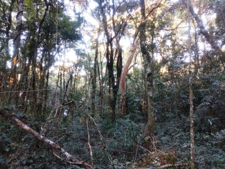 B-557     LINDA ÁREA DE TERRAS NA LINHA IMPERIAL – NOVA PETRÓPOLIS-SERRA GAÚCHA!!!