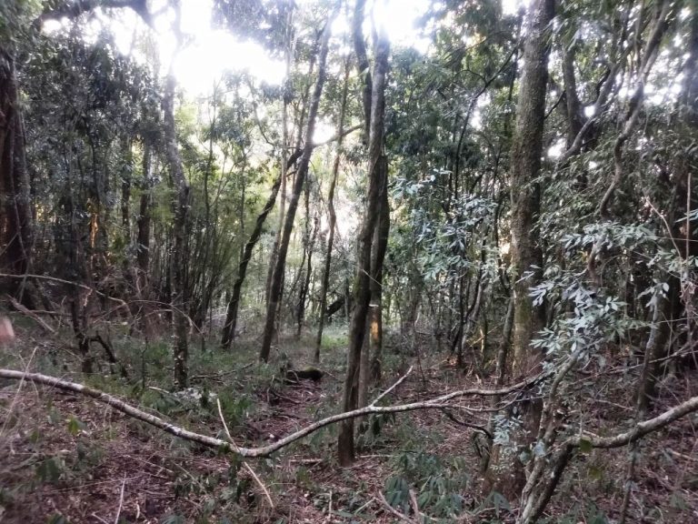 B-557     LINDA ÁREA DE TERRAS NA LINHA IMPERIAL – NOVA PETRÓPOLIS-SERRA GAÚCHA!!!