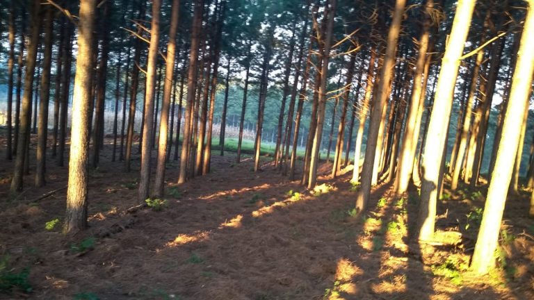 B-564     Área de terras em São Francisco de Paula – Serra Gaúcha