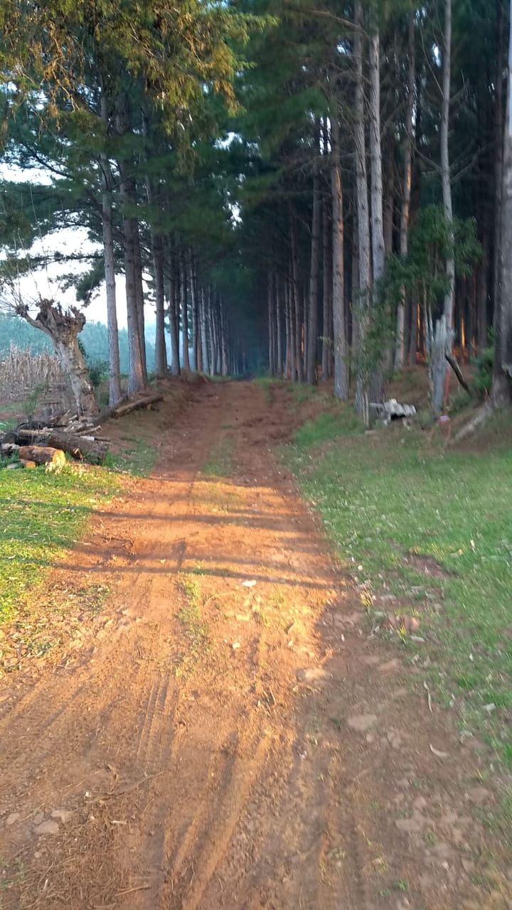 B-564     Área de terras em São Francisco de Paula – Serra Gaúcha