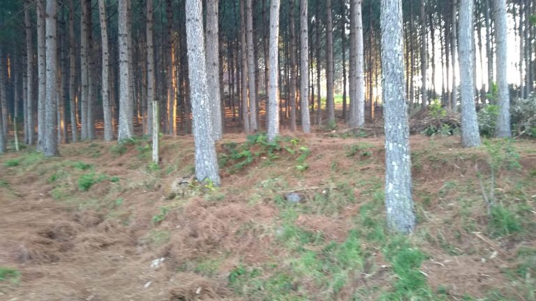 B-564     Área de terras em São Francisco de Paula – Serra Gaúcha