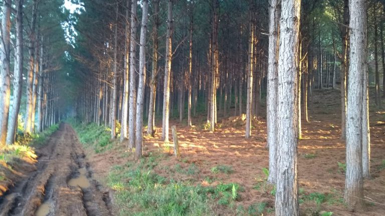 B-564     Área de terras em São Francisco de Paula – Serra Gaúcha