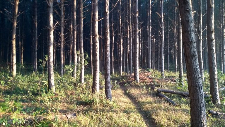 B-564     Área de terras em São Francisco de Paula – Serra Gaúcha