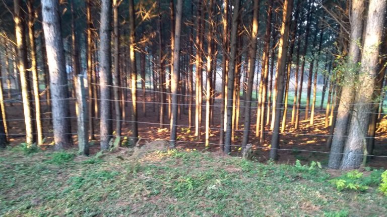 B-564     Área de terras em São Francisco de Paula – Serra Gaúcha