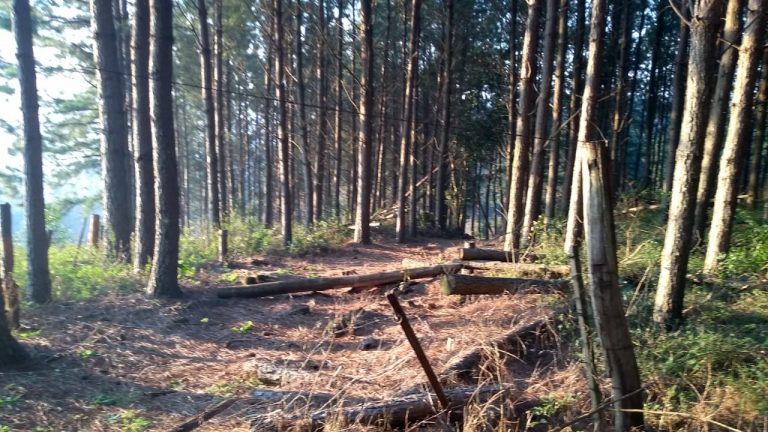 B-564     Área de terras em São Francisco de Paula – Serra Gaúcha