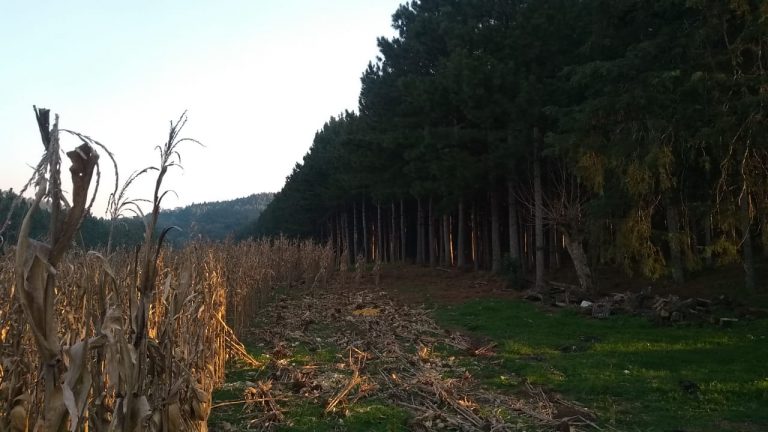 B-564     Área de terras em São Francisco de Paula – Serra Gaúcha