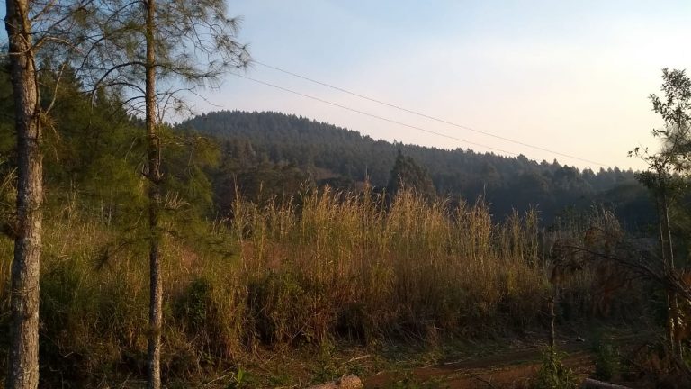 B-564     Área de terras em São Francisco de Paula – Serra Gaúcha