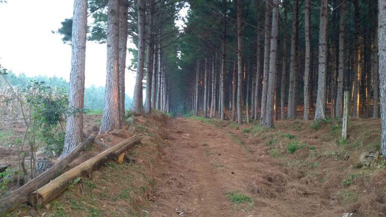 B-564     Área de terras em São Francisco de Paula – Serra Gaúcha