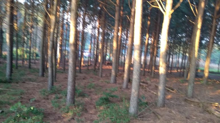 B-564     Área de terras em São Francisco de Paula – Serra Gaúcha