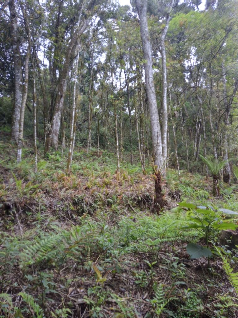 B-71     LINDO E AMPLO TERRENO EM BAIRRO NOBRE NA CIDADE DE CANELA!!!