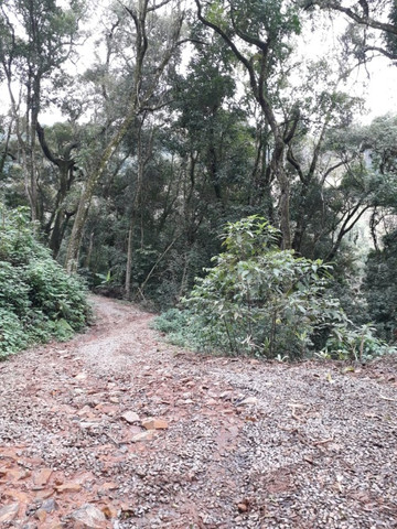 B-463     SÍTIO COM 10,00 Ha ao lado da ÁREA URBANA DE NOVA PETRÓPOLIS!!!