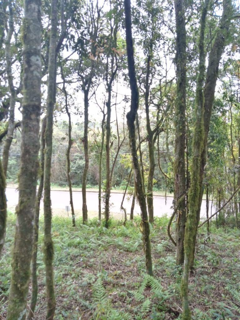 B-71     LINDO E AMPLO TERRENO EM BAIRRO NOBRE NA CIDADE DE CANELA!!!