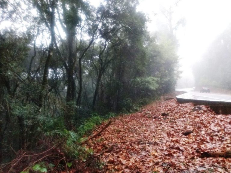 B-519     ÁREA DE TERRAS AO LADO DA BR 116 EM NOVA PETRÓPOLIS SERRA GAUCHA!!!!