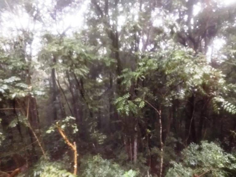 B-519     ÁREA DE TERRAS AO LADO DA BR 116 EM NOVA PETRÓPOLIS SERRA GAUCHA!!!!