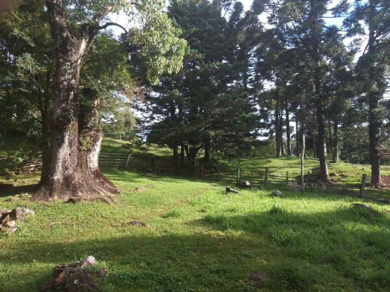 B-466 LINDO SÍTIO EM SÃO FRANCISCO DE PAULA COM 8 HECTARES