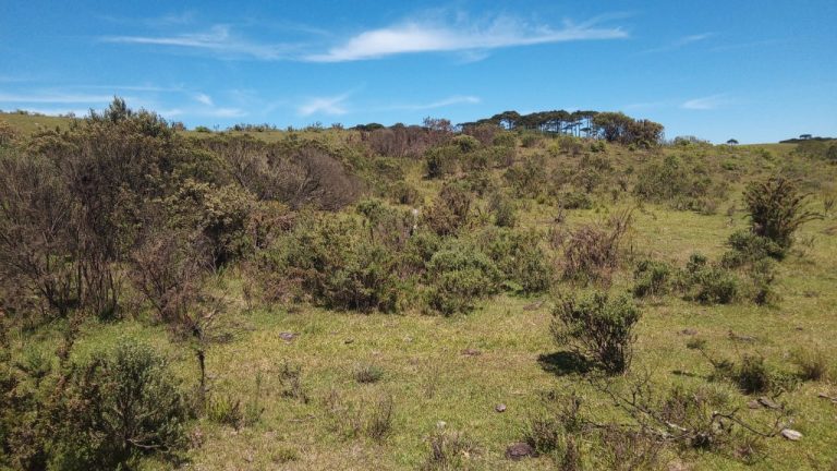B-469 FAZENDA EM SÃO FRANCISCO DE PAULA COM 164 HECTARES NA LOCALIDADE DE JUÁ