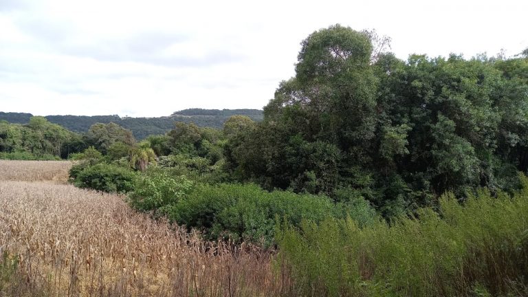 B-569 Área De Terras em Santa Maria Do Herval Próximo Ao Centro Da Cidade (7,8 Ha)