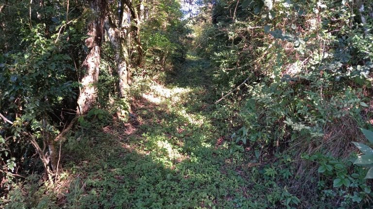 B-569 Área De Terras em Santa Maria Do Herval Próximo Ao Centro Da Cidade (7,8 Ha)