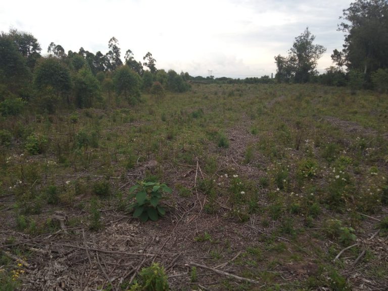 B-574  Área De Terras De 10 Hectares em Capela De Santana.