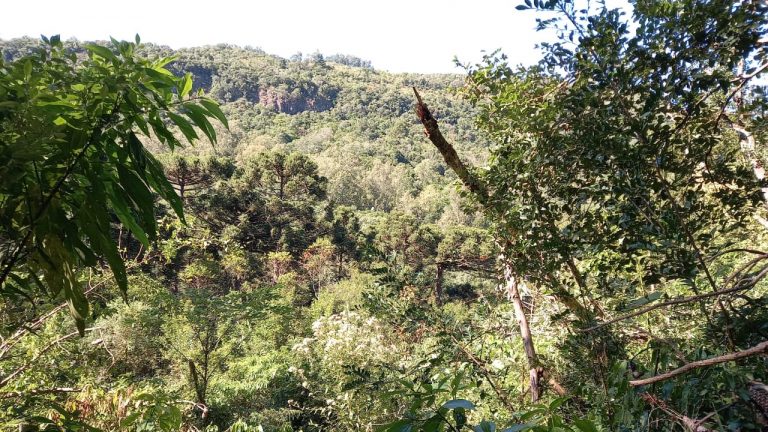 B-569 Área De Terras em Santa Maria Do Herval Próximo Ao Centro Da Cidade (7,8 Ha)