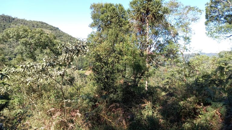 B-569 Área De Terras em Santa Maria Do Herval Próximo Ao Centro Da Cidade (7,8 Ha)