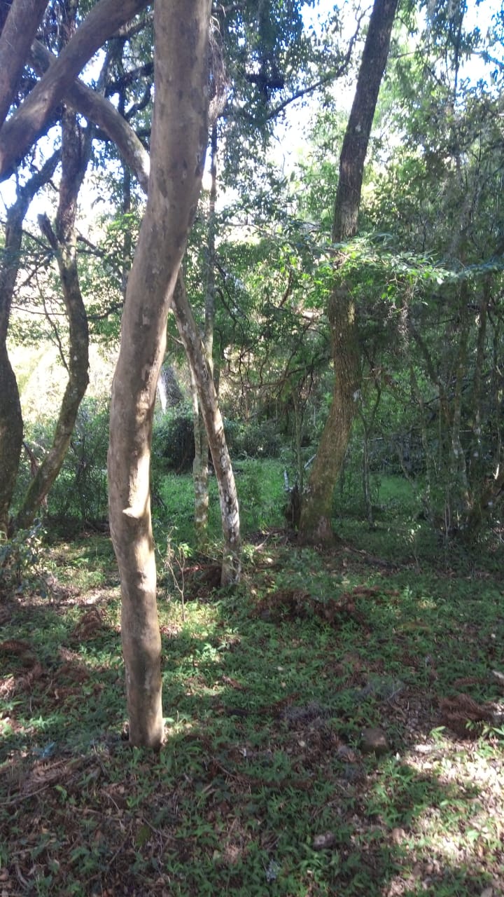 B-469 FAZENDA EM SÃO FRANCISCO DE PAULA COM 164 HECTARES NA LOCALIDADE DE JUÁ