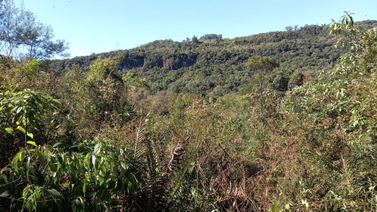 B-569 Área De Terras em Santa Maria Do Herval Próximo Ao Centro Da Cidade (7,8 Ha)