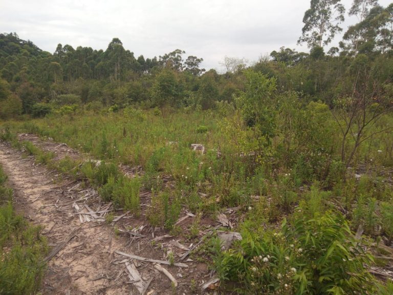 B-574  Área De Terras De 10 Hectares em Capela De Santana.