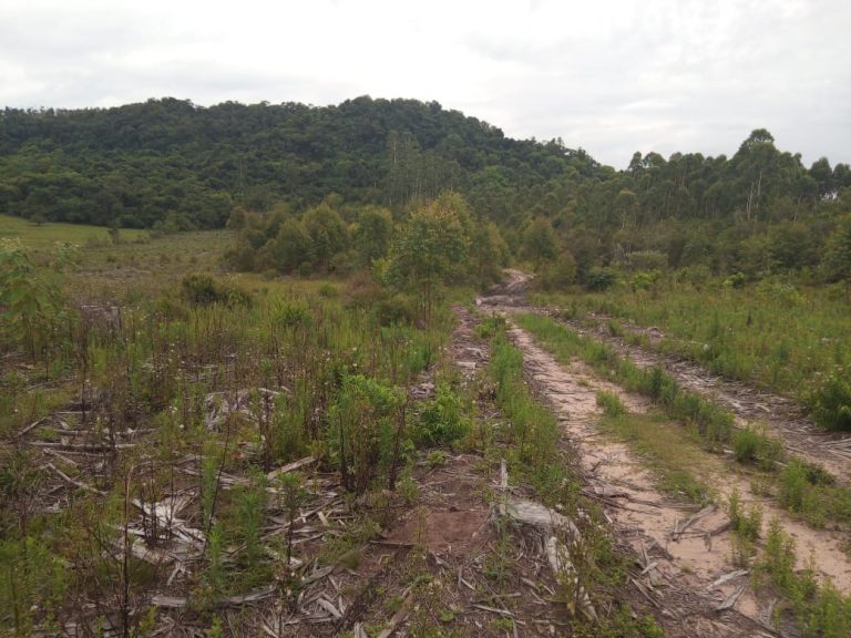 B-574  Área De Terras De 10 Hectares em Capela De Santana.