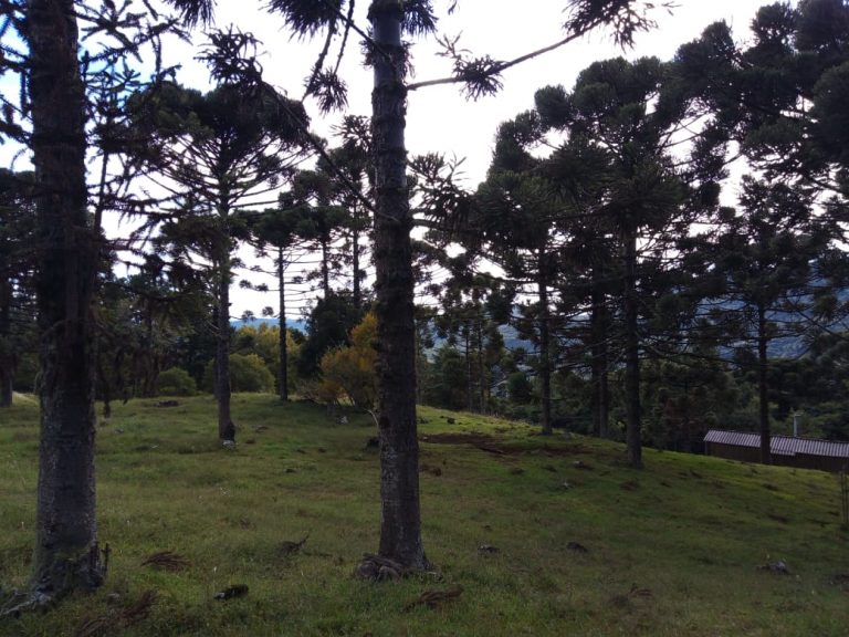 B-466 LINDO SÍTIO EM SÃO FRANCISCO DE PAULA COM 8 HECTARES