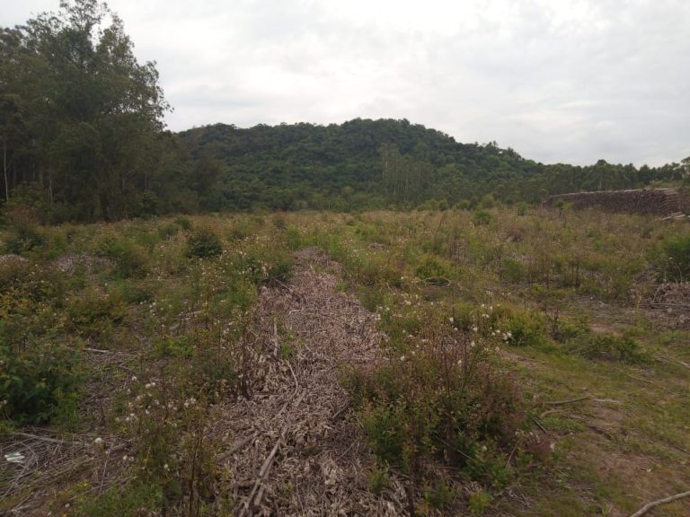 B-574  Área De Terras De 10 Hectares em Capela De Santana.