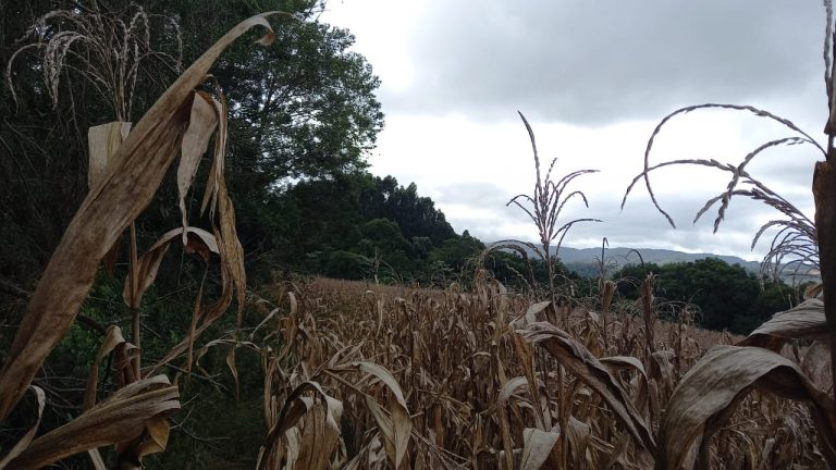 B-569 Área De Terras em Santa Maria Do Herval Próximo Ao Centro Da Cidade (7,8 Ha)