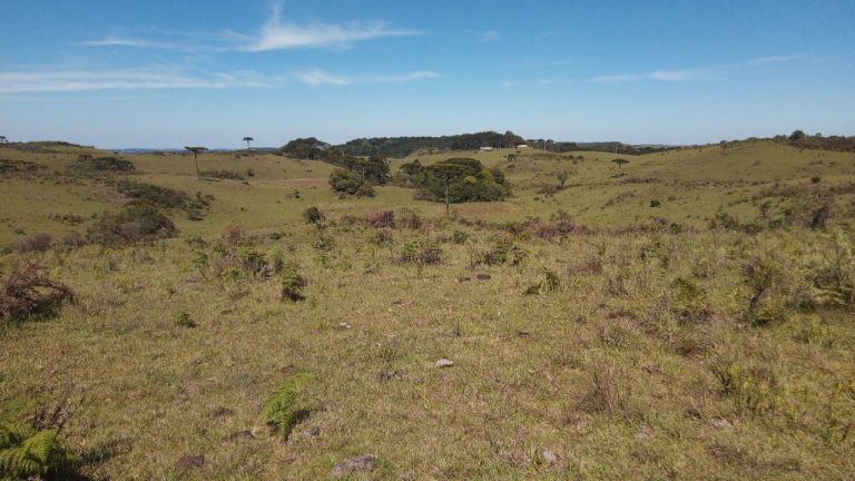 B-469 FAZENDA EM SÃO FRANCISCO DE PAULA COM 164 HECTARES NA LOCALIDADE DE JUÁ