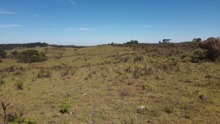 B-469 FAZENDA EM SÃO FRANCISCO DE PAULA COM 164 HECTARES NA LOCALIDADE DE JUÁ