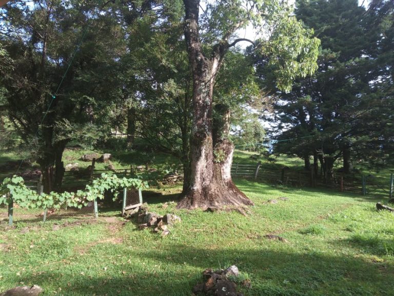 B-466 LINDO SÍTIO EM SÃO FRANCISCO DE PAULA COM 8 HECTARES