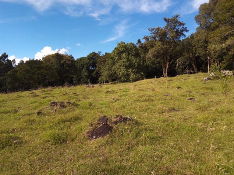 B-466 LINDO SÍTIO EM SÃO FRANCISCO DE PAULA COM 8 HECTARES