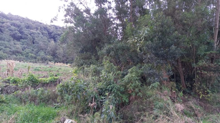 B-572 ÁREA DE TERRAS EM MORRO REUTER COM FANTÁSTICA VISTA PANORÂMICA