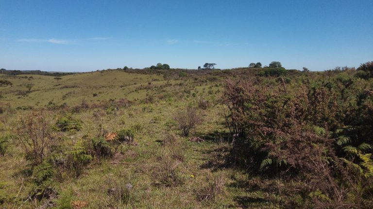 B-469 FAZENDA EM SÃO FRANCISCO DE PAULA COM 164 HECTARES NA LOCALIDADE DE JUÁ