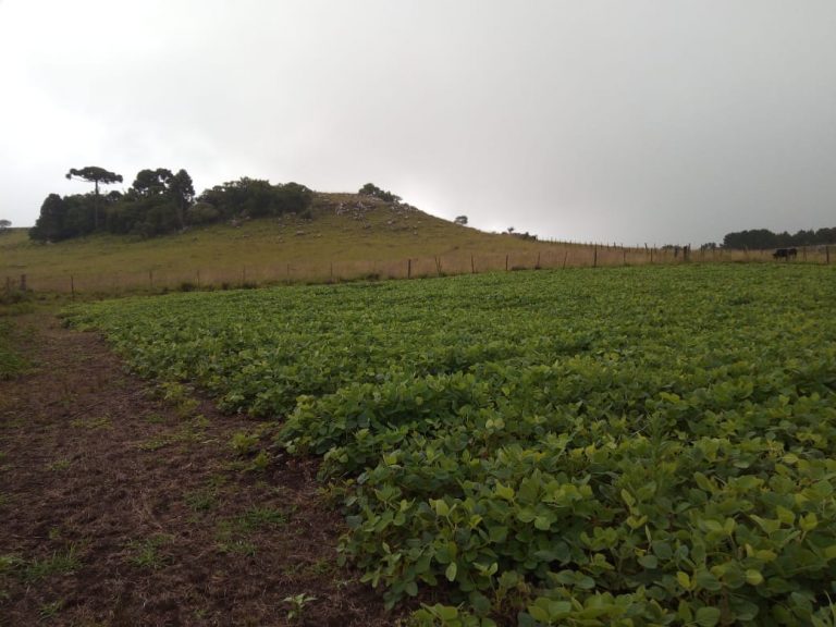 B-476 Lindo Sítio em Cambará Do Sul – Serra Gaúcha