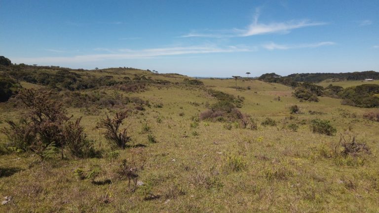 B-469 FAZENDA EM SÃO FRANCISCO DE PAULA COM 164 HECTARES NA LOCALIDADE DE JUÁ