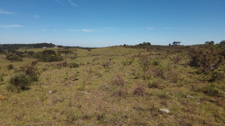 B-469 FAZENDA EM SÃO FRANCISCO DE PAULA COM 164 HECTARES NA LOCALIDADE DE JUÁ