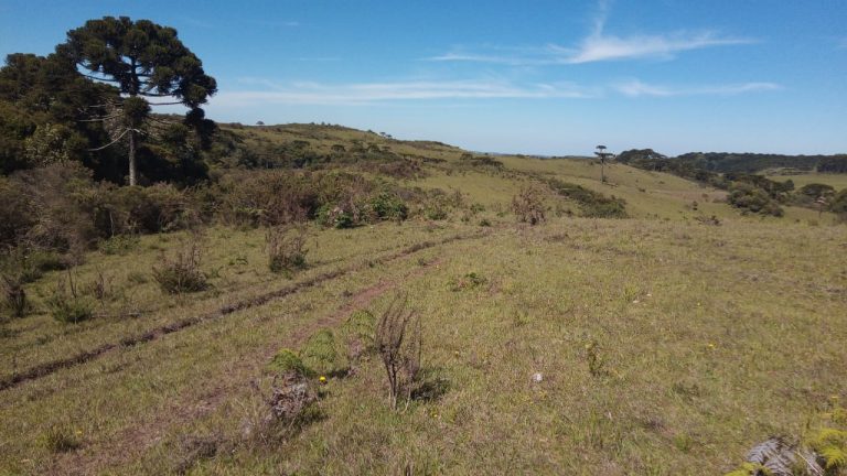 B-469 FAZENDA EM SÃO FRANCISCO DE PAULA COM 164 HECTARES NA LOCALIDADE DE JUÁ