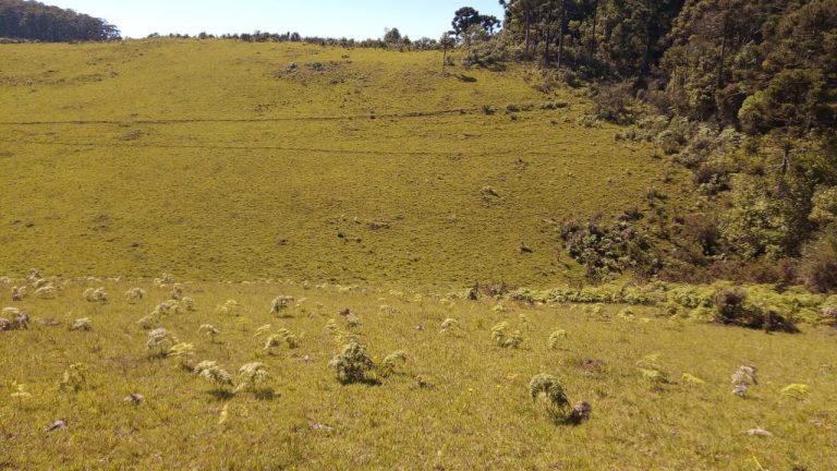 B-469 FAZENDA EM SÃO FRANCISCO DE PAULA COM 164 HECTARES NA LOCALIDADE DE JUÁ