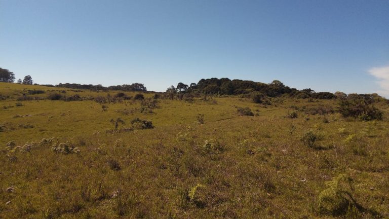 B-469 FAZENDA EM SÃO FRANCISCO DE PAULA COM 164 HECTARES NA LOCALIDADE DE JUÁ