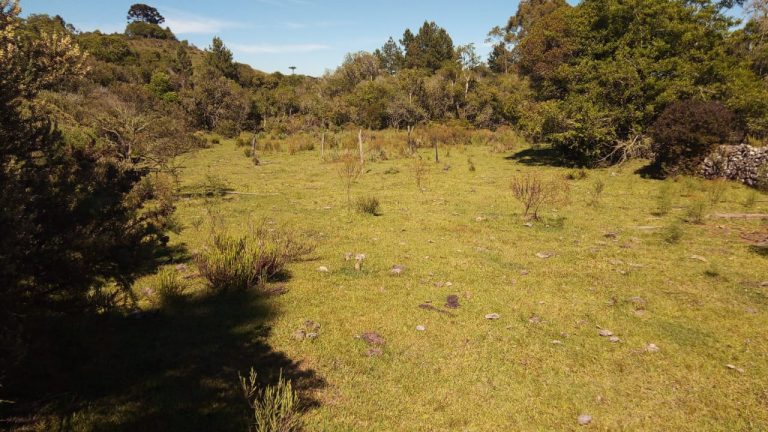 B-469 FAZENDA EM SÃO FRANCISCO DE PAULA COM 164 HECTARES NA LOCALIDADE DE JUÁ