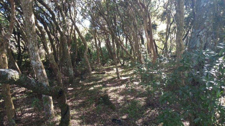 B-469 FAZENDA EM SÃO FRANCISCO DE PAULA COM 164 HECTARES NA LOCALIDADE DE JUÁ
