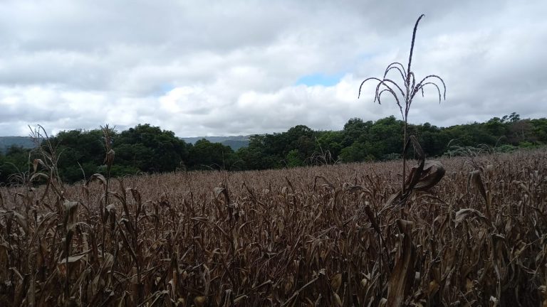 B-569 Área De Terras em Santa Maria Do Herval Próximo Ao Centro Da Cidade (7,8 Ha)