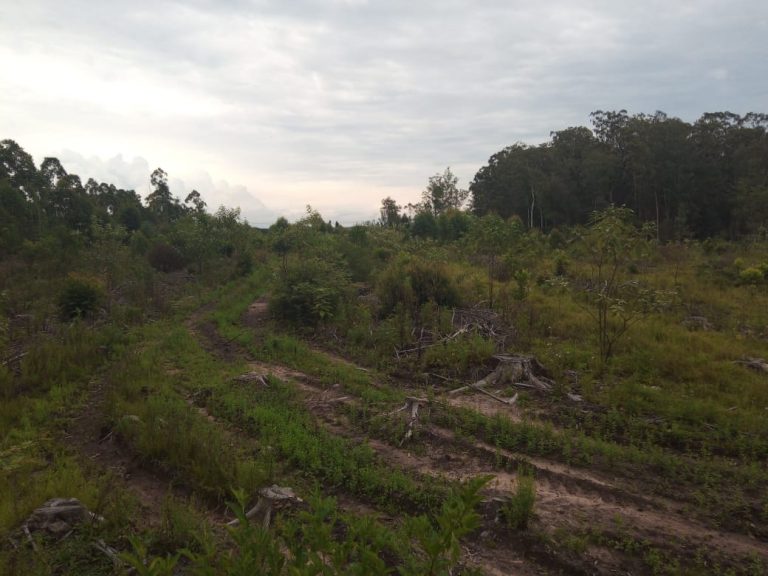 B-574  Área De Terras De 10 Hectares em Capela De Santana.