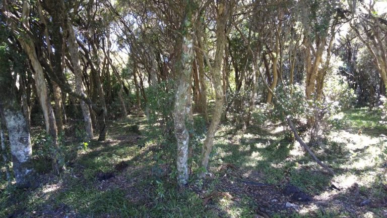 B-469 FAZENDA EM SÃO FRANCISCO DE PAULA COM 164 HECTARES NA LOCALIDADE DE JUÁ
